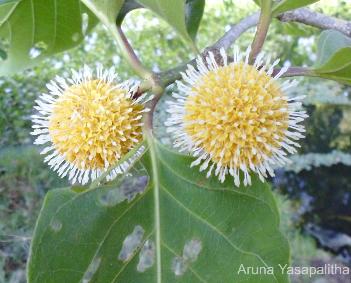 Nauclea orientalis (L.) L.